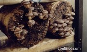 Мицелий для выращивания грибов.